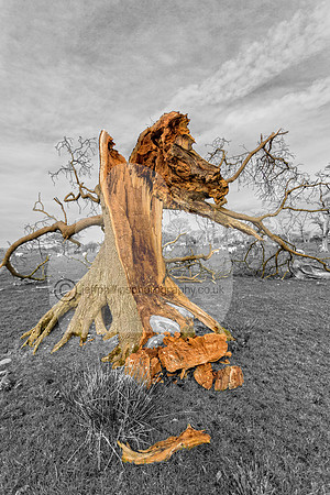 tree, landscape, farm, wales