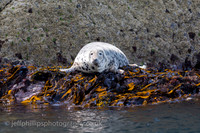 grey seal, abersoch, st tudwal's, wales