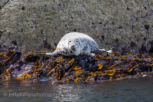 grey seal, abersoch, st tudwal's, wales
